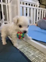 Daisy, a female Maltese for sale in Northport, ME – Photo 7 of 9