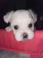 Daisy, a female Maltese for sale in Northport, ME – Photo 9 of 9