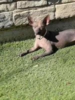 Maya, a female Xoloitzcuintli for sale in Denver, CO – Photo 2 of 2