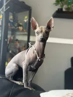 Maya, a female Xoloitzcuintli for sale in Denver, CO – Photo 1 of 2