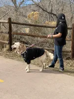 Madison, a female English Cream Golden Retriever for sale in Denver, CO – Photo 3 of 3