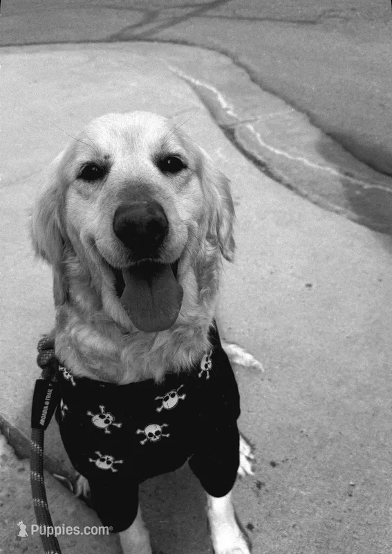 Madison – English Cream Golden Retriever puppy for sale in Denver, CO