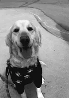 Madison, a female English Cream Golden Retriever for sale in Denver, CO – Photo 1 of 3