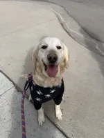 Madison, a female English Cream Golden Retriever for sale in Denver, CO – Photo 2 of 3