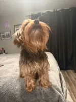 Louis, a male Yorkshire Terrier for sale in Denver, CO – Photo 4 of 5