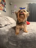 Louis, a male Yorkshire Terrier for sale in Denver, CO – Photo 2 of 5