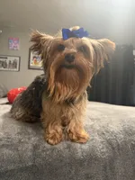 Louis, a male Yorkshire Terrier for sale in Denver, CO – Photo 1 of 5