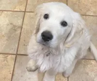 Dexter, a male English Cream Golden Retriever for sale in Denver, CO – Photo 1 of 3