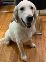 Dexter, a male English Cream Golden Retriever for sale in Denver, CO – Photo 3 of 3