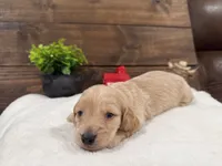 Puppy # 2, a male Miniature Dachshund for sale in Gordon, AL – 2 of 2