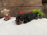 Puppy# 3, a female Miniature Dachshund for sale in Gordon, AL – 1 of 2