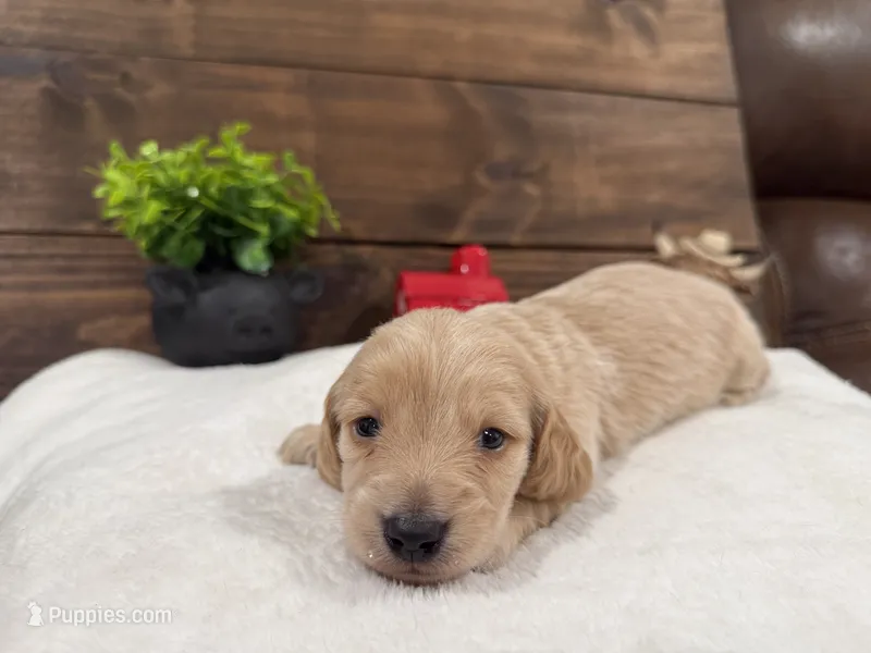 Puppy # 2 – Miniature Dachshund puppy for sale in Gordon, AL