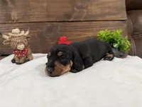 Puppy# 3, a female Miniature Dachshund for sale in Gordon, AL – 2 of 2