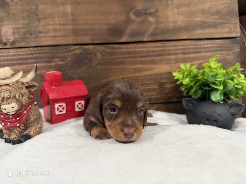 Puppy #1 – Miniature Dachshund puppy for sale in Gordon, AL
