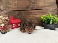 Puppy #1, a female Miniature Dachshund for sale in Gordon, AL – 1 of 2