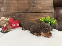 Puppy #1, a female Miniature Dachshund for sale in Gordon, AL – 2 of 2