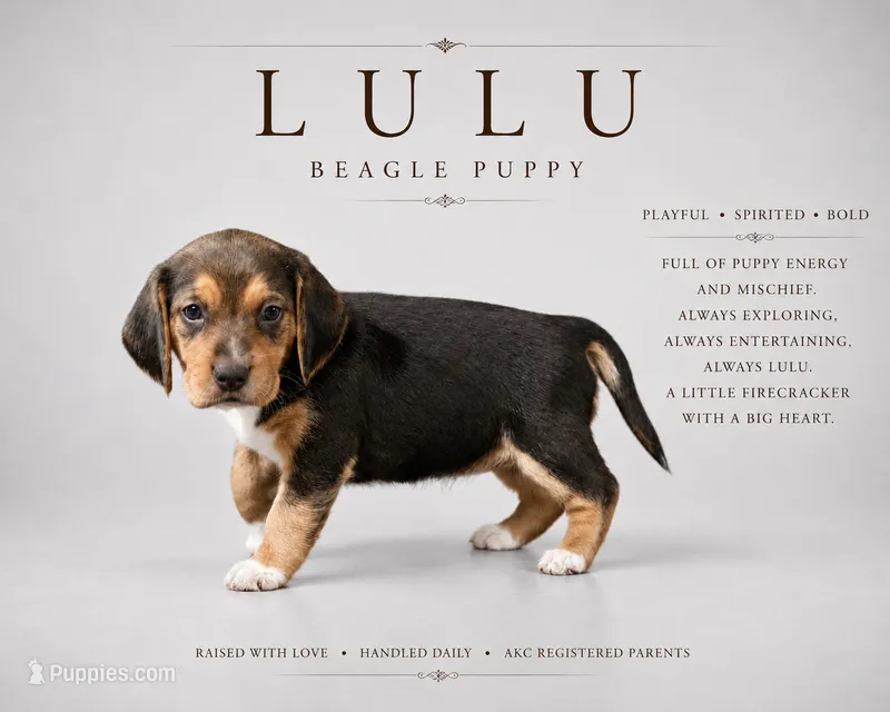 Lulu  – Beagle puppy for sale in Bardstown, KY