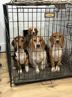 Sky, a female Beagle for sale in Bardstown, KY – 4 of 4
