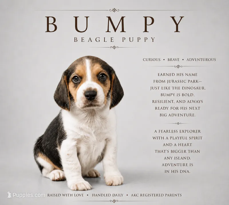 Bumpy – Beagle puppy for sale in Bardstown, KY