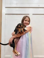 Poppy, a female Beagle for sale in Bardstown, KY – 3 of 3