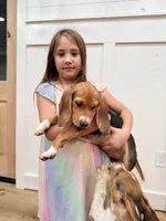 Sky, a female Beagle for sale in Bardstown, KY – 2 of 3