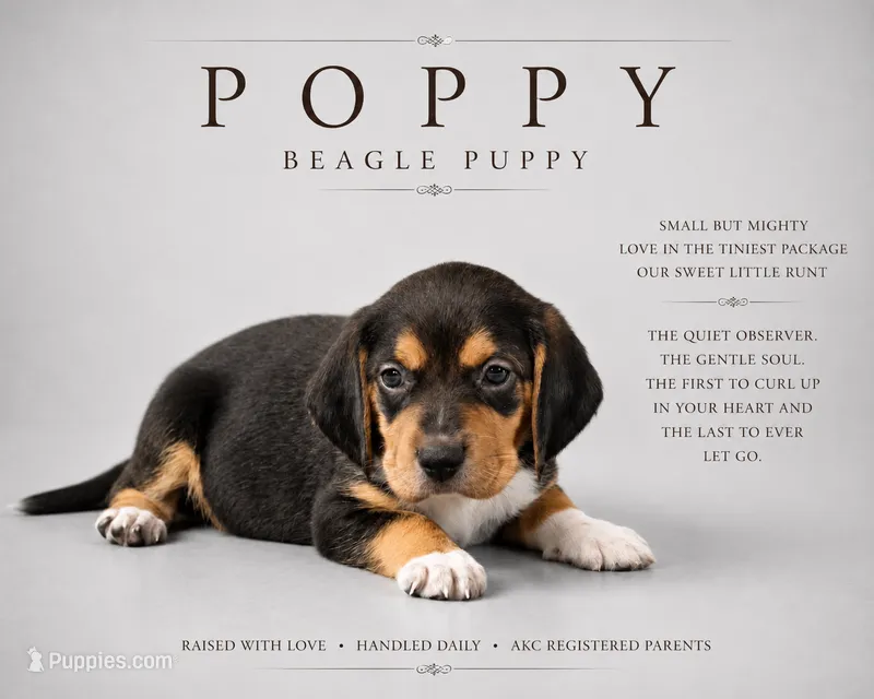 Poppy – Beagle puppy for sale in Bardstown, KY