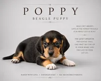 Poppy, a female Beagle for sale in Bardstown, KY – 1 of 1