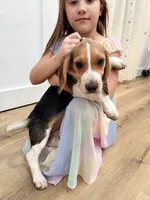 Bumpy, a female Beagle for sale in Bardstown, KY – 3 of 3