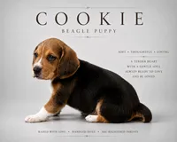 Cookie, a female Beagle for sale in Bardstown, KY – 1 of 1