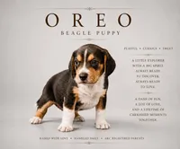 Oreo, a female Beagle for sale in Bardstown, KY – 1 of 1