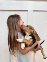 Sky, a female Beagle for sale in Bardstown, KY – 3 of 3