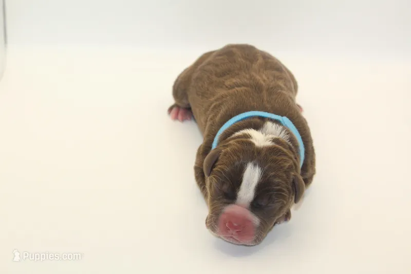 Diesel  – American Bully puppy for sale in Fort Lauderdale, FL