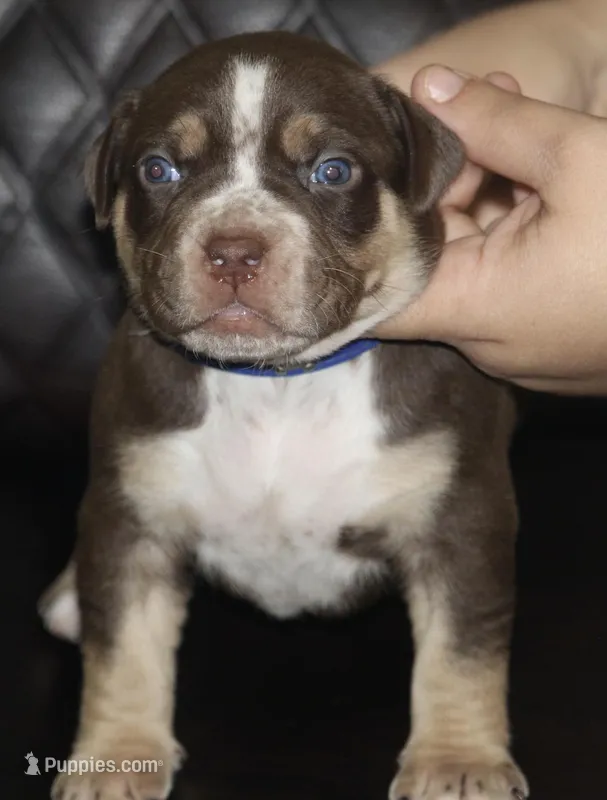 Diesel  – American Bully puppy for sale in Fort Lauderdale, FL