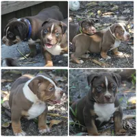 Diesel , a male American Bully for sale in Fort Lauderdale, FL – 4 of 9