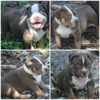 Gucci, a male American Bully for sale in Fort Lauderdale, FL – 3 of 9