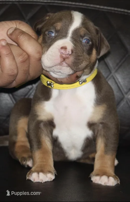 Truffle – American Bully puppy for sale in Fort Lauderdale, FL