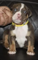 Truffle, a male American Bully for sale in Fort Lauderdale, FL – 1 of 8