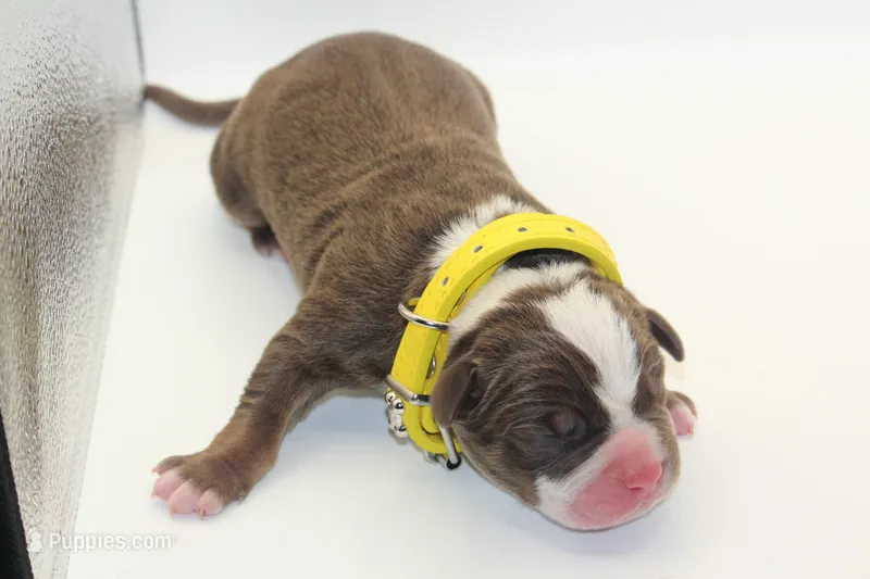 Truffle – American Bully puppy for sale in Fort Lauderdale, FL