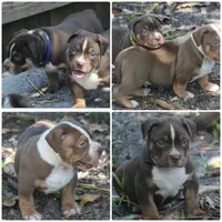 Huey, a male American Bully for sale in Fort Lauderdale, FL – 3 of 8