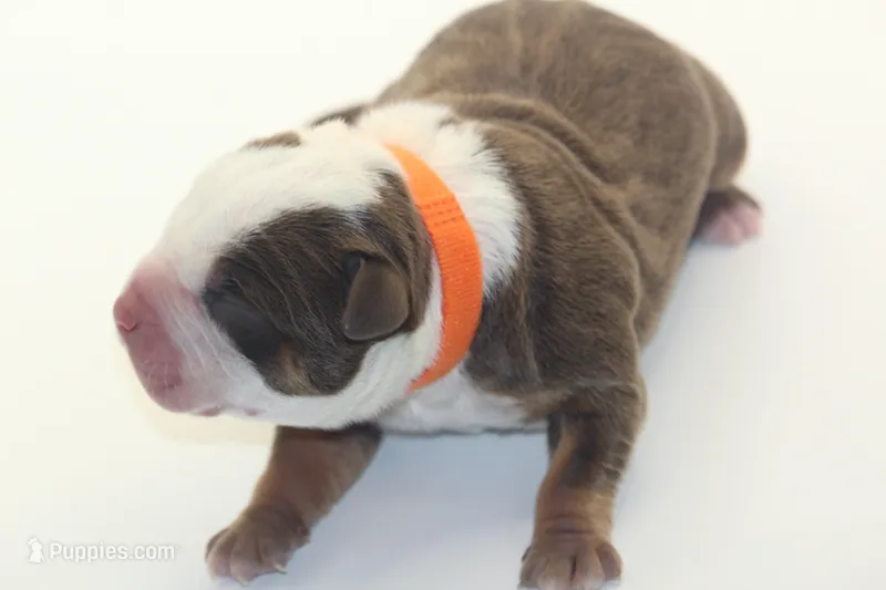 Gucci – American Bully puppy for sale in Fort Lauderdale, FL