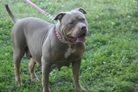 Gucci, a male American Bully for sale in Fort Lauderdale, FL – Photo 4 of 7