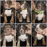 Huey, a male American Bully for sale in Fort Lauderdale, FL – 4 of 8