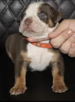 Gucci, a male American Bully for sale in Fort Lauderdale, FL – 1 of 9