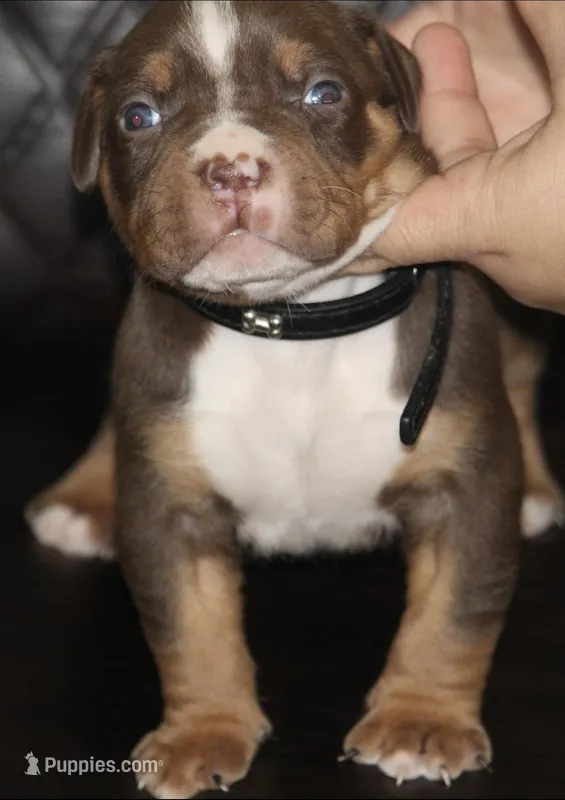 Huey – American Bully puppy for sale in Fort Lauderdale, FL