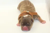 coco man , a male American Bully for sale in Fort Lauderdale, FL – Photo 1 of 7