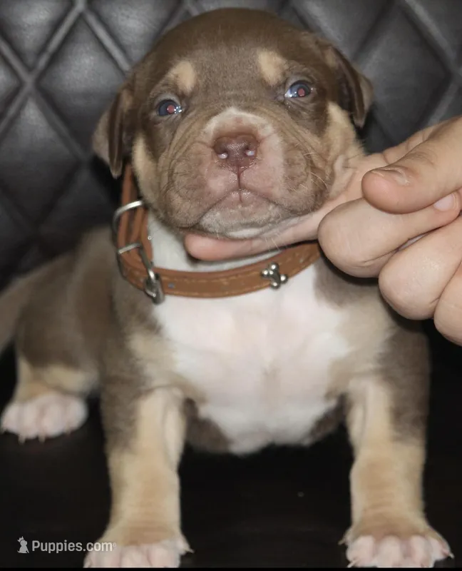 coco man  – American Bully puppy for sale in Fort Lauderdale, FL