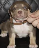 coco man , a male American Bully for sale in Fort Lauderdale, FL – 1 of 8