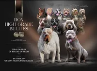 Chocolaty Chip, a male American Bully for sale in Fort Lauderdale, FL – Photo 3 of 7