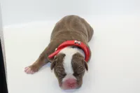 Chocolaty Chip, a male American Bully for sale in Fort Lauderdale, FL – Photo 1 of 7