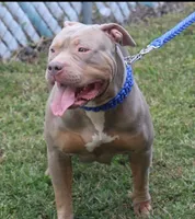 Chocolaty Chip, a male American Bully for sale in Fort Lauderdale, FL – Photo 6 of 7